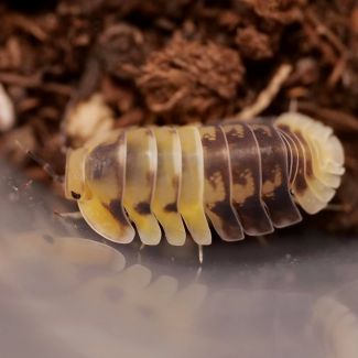 Cubaris sp. "Amber Panda" photo