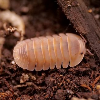 Cubaris sp. "Copper" photo