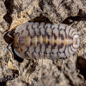 Cubaris sp. "Silver Tiger" photo