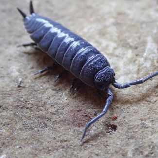 Hemilepistus sp. "Desert Giant" photo