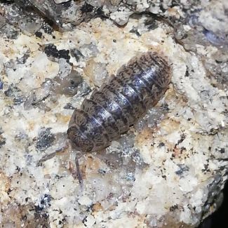 Armadillidium assimile photo