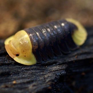 Cubaris sp. "Rubber Ducky" photo