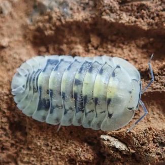 Cubaris sp. "Emerald" photo