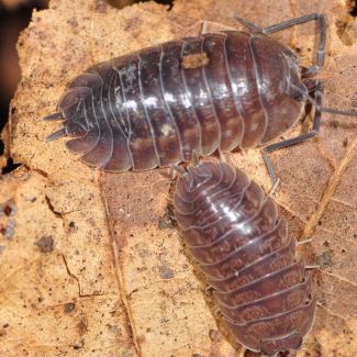 Parcylisticus sp. "Russia, Dagestan" photo