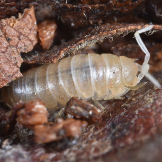 Cylisticidae sp. "Russia, Caucasus" photo