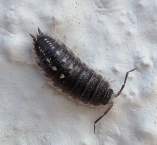 Porcellio ornatus photo