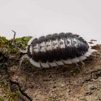 Porcellio flavomarginatus photo