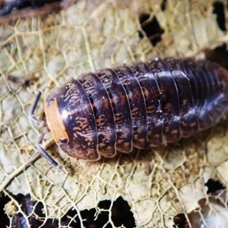 Cubaris sp. "Malaysian Red Head" photo