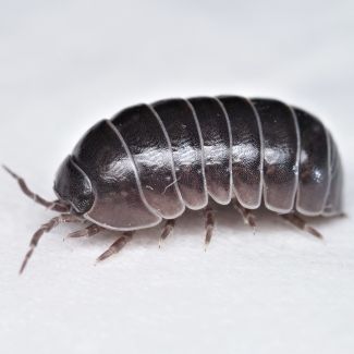 Armadillidium vulgare photo