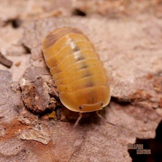 Cubaris sp. "Apricot" photo