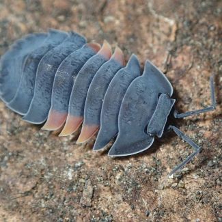 Merulanella sp. "Fire Wing" (identification incorrect) photo