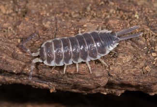 Porcellio hoffmannseggii hoffmannseggii photo