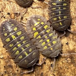 Armadillidium granulatum photo