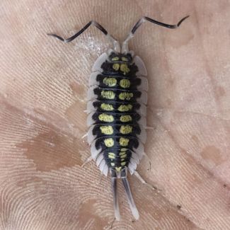 Porcellio haasi photo