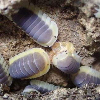 Cubaris sp. "Lemon Blue" photo