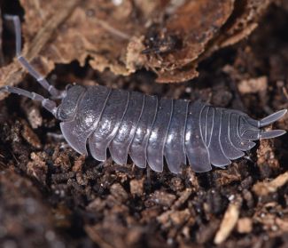 Parcylisticus sp. "Russia, Volgograd" photo