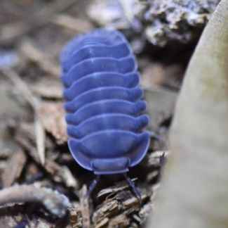 Cubaris sp. "Blue Whale" photo