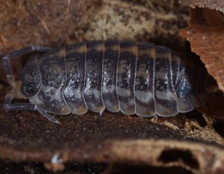 Cylisticus sp. 3 photo