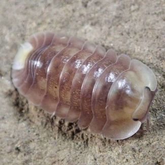 Cubaris sp. "Crystal Wall" (possibly lost) photo