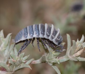 Hemilepistus klugii photo