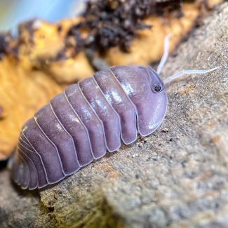 Troglodillo sp. "Purple Giant" photo