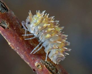 Armadillidium pretusi photo