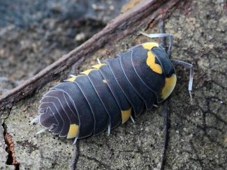 Cubaris caerulea photo