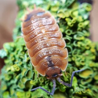 Porcellio alticola photo