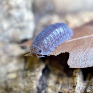 Cubaris sp. "Platinum" photo