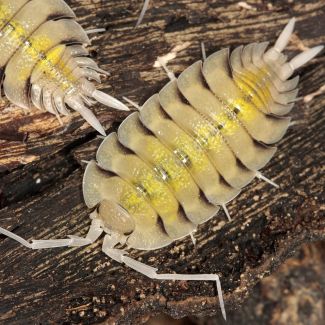 Porcellio bolivari photo