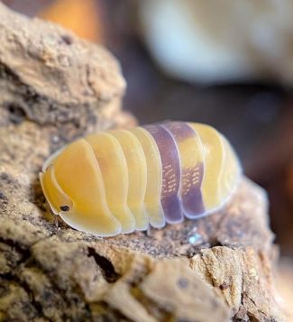 Cubaris sp. "Amber Ducky" photo