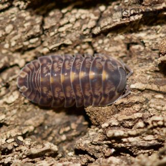 Cubaris sp. "Platin, Tung Song" photo