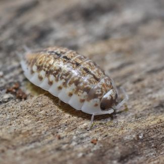 Porcellio albinus photo