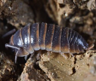 Cylisticus sp. photo