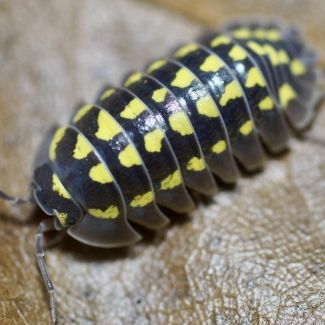 Armadillidium gestroi photo